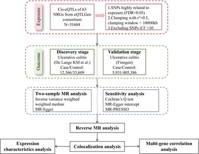 CXCR1 and CXCR2 are potential neutrophil extracellular trap-related treatment targets in ulcerative colitis: insights from Mendelian randomization, colocalization and transcriptomic analysis